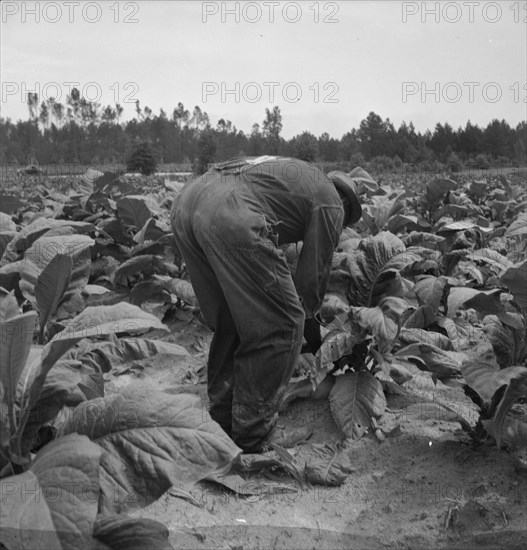 Possibly: Negro tenants topping and suckering tobacco plants, Granville County, North Carolina, 1939 Creator: Dorothea Lange.