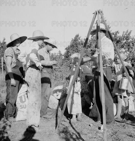 Weighing beans at scales on edge of field, near West Stayton, Marion County, Oregon, 1939. Creator: Dorothea Lange.