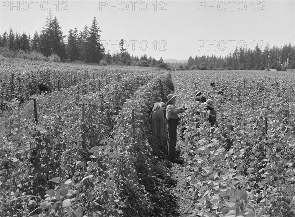 Bean pickers at harvest time, near West Stayton, Marion County, Oregon, 1939. Creator: Dorothea Lange.
