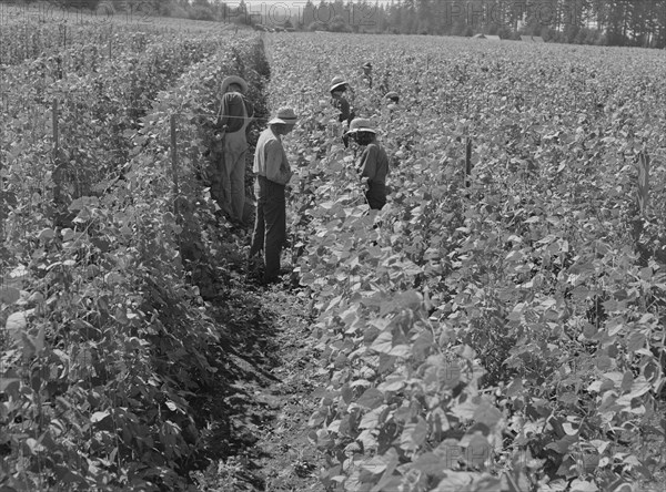 Bean pickers at harvest time Oregon, Marion County, near West Stayton, Marion County, Oregon, 1939. Creator: Dorothea Lange.