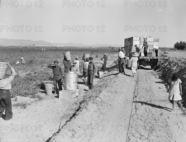 Five hundred pea pickers in field of large-scale Sinclair Ranch, Near Calipatria, California, 1939. Creator: Dorothea Lange.