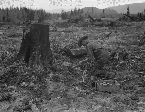 Stump farmer prepares to blow out tamarack stump, Bonner County, Idaho, 1939. Creator: Dorothea Lange.