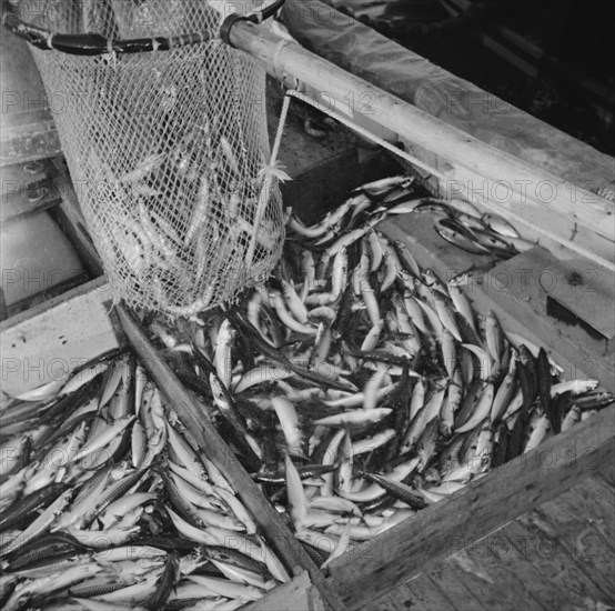 On board the fishing boat Alden, out of Gloucester, Massachusetts, 1943. Creator: Gordon Parks.