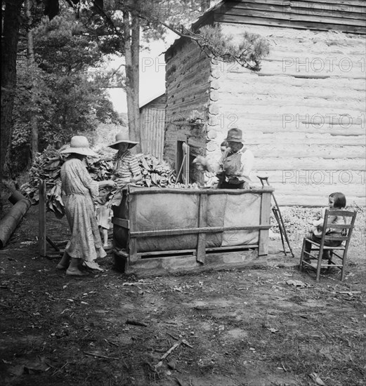 Wives of tobacco tenants pile the tobacco..., Granville County, North Carolina, 1939. Creator: Dorothea Lange.