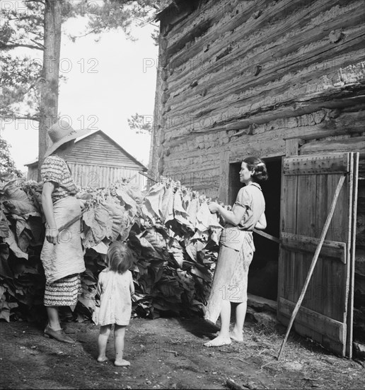 Wives of tobacco tenants pile the tobacco before the..., Granville County, North Carolina, 1939. Creator: Dorothea Lange.