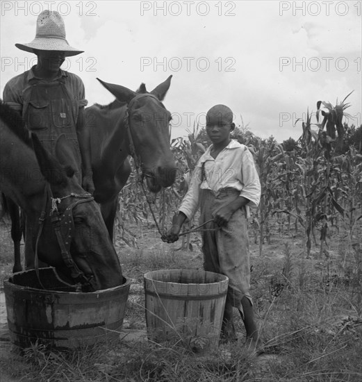 Son and grandson of tenant farmer bring in the mules...noon, Granville County, North Carolina, 1939. Creator: Dorothea Lange.