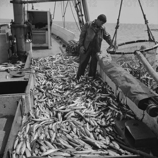 Freshly-caught mackerel gasping and flapping on the deck of a..., Gloucester, Massachusetts, 1943. Creator: Gordon Parks.