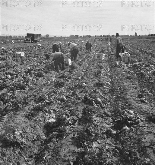 Filipino field gang in lettuce, Brawley, Imperial Valley, California, 1939. Creator: Dorothea Lange.