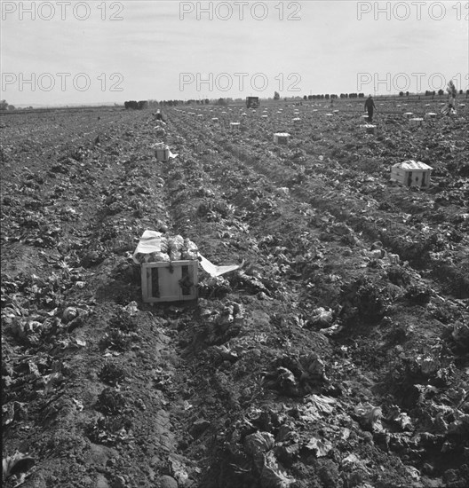 Filipino field gang in lettuce, Brawley, Imperial Valley, California, 1939. Creator: Dorothea Lange.