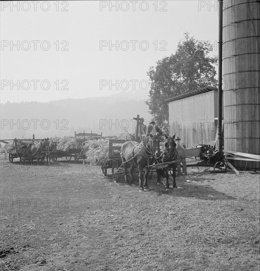 Farmers feeding corn into cooperatively owned..., near W Street at Carlton, Oregon, 1939. Creator: Dorothea Lange.