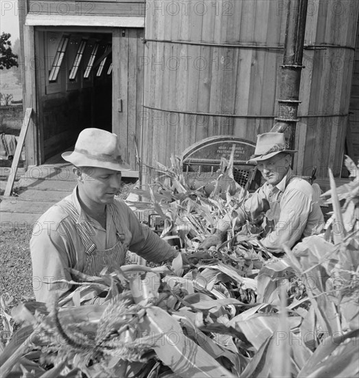 Farmers feeding corn into cooperatively owned..., near W Street at Carlton, Oregon, 1939. Creator: Dorothea Lange.