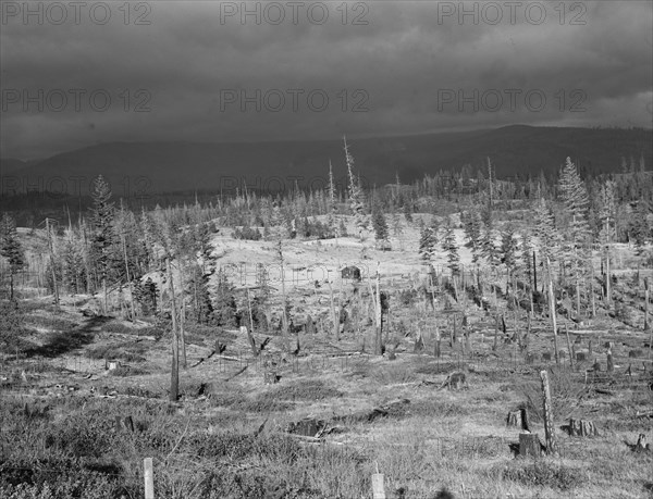 Cut-over landscape, approaching winter rain, showing settler's..., Boundary County, Idaho, 1939. Creator: Dorothea Lange.