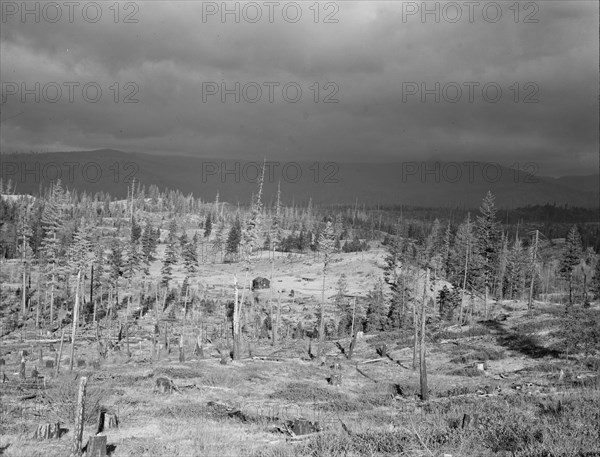 Cut-over landscape, approaching winter rain, showing..., Boundary County, Idaho, 1939. Creator: Dorothea Lange.