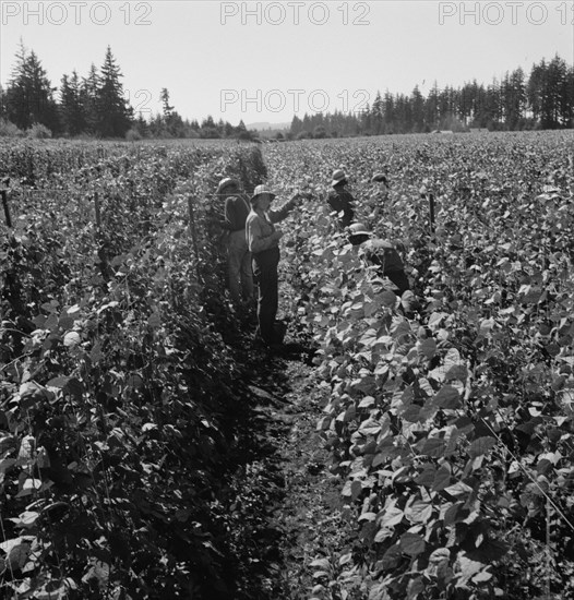 Migrant pickers harvesting beans,near West Stayton, Marion County, Oregon, 1939. Creator: Dorothea Lange.