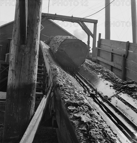 At Pelican Bay Lumber mill logs enter the mill by...near Klamath Falls, Klamath County, Oregon, 1939 Creator: Dorothea Lange.