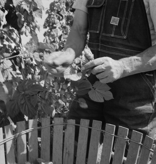 Possibly: Hop picker, once Nebraska farm owner, near Independence, Polk County, Oregon, 1939. Creator: Dorothea Lange.