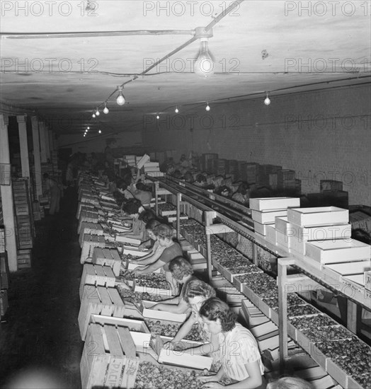 Packing fresh prunes at night on Produce Row during busy season, Yakima, Washington, 1939. Creator: Dorothea Lange.