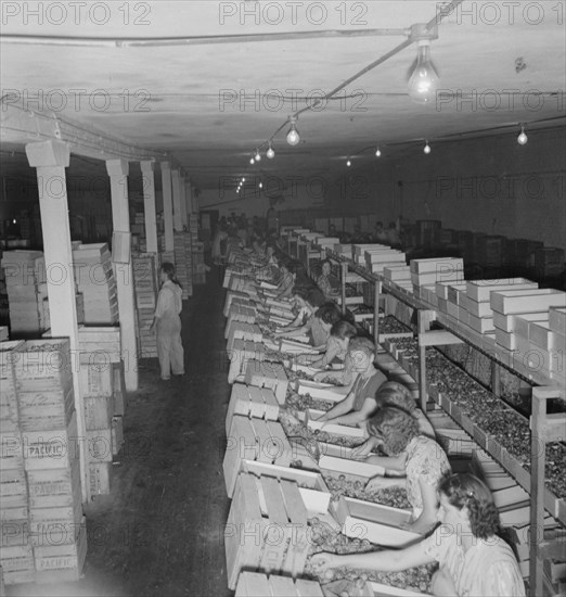 Packing fresh prunes at night on Produce Row during busy season, Yakima, Washington, 1939. Creator: Dorothea Lange.