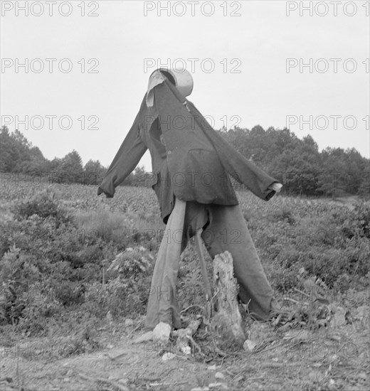 Untitled, possibly realted to: Scarecrow on a newly cleared..., near Roxboro, North Carolina, 1939. Creator: Dorothea Lange.