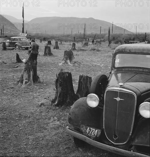 Possibly: Fenced pasture on cut-over farm, Priest River Valley, Bonner County, Idaho, 1939. Creator: Dorothea Lange.