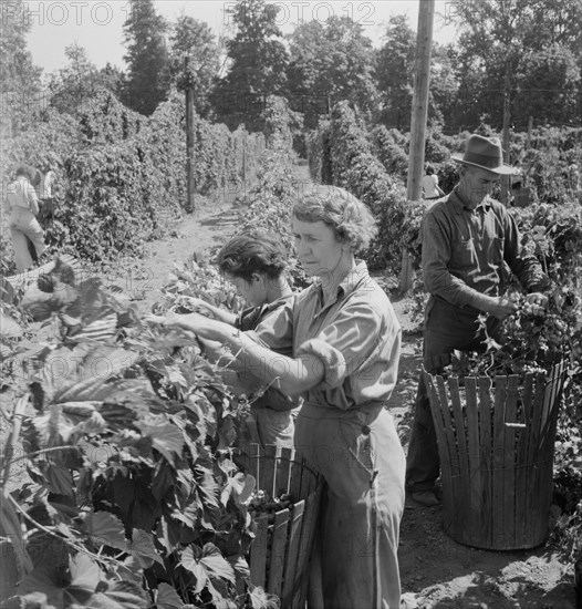 Possibly: View of hop yard, pickers at work, near Independence, Polk County, Oregon, 1939. Creator: Dorothea Lange.
