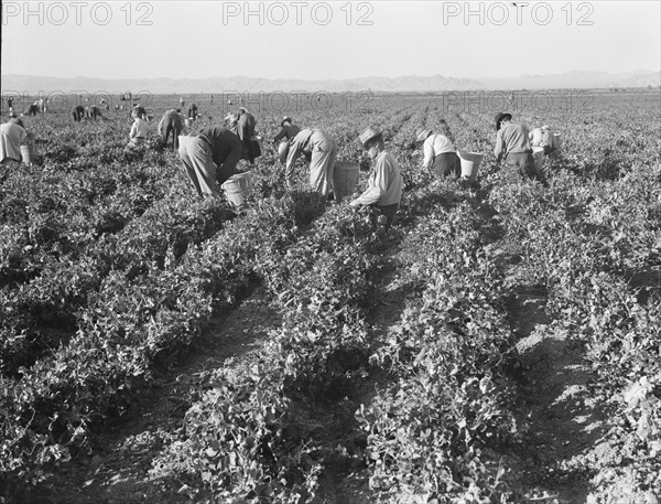 500 pea pickers in field of large-scale Sinclair Ranch, near Calipatria, California, 1939. Creator: Dorothea Lange.