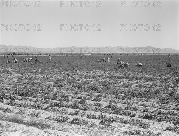 500 pea pickers in field of large-scale Sinclair Ranch, near Calipatria, California, 1939. Creator: Dorothea Lange.