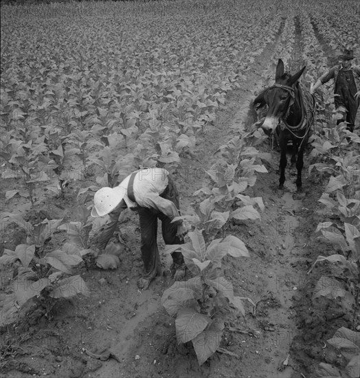 White sharecropper and wage laborer priming tobacco early..., Granville County, North Carolina, 1939 Creator: Dorothea Lange.