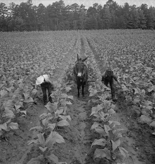 White sharecropper and wage laborer priming..., Granville County, North Carolina, 1939. Creator: Dorothea Lange.