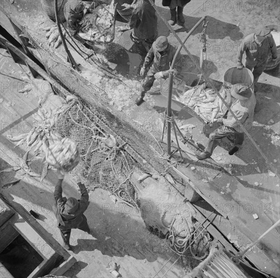 Fulton fish market dock stevedores unloading and weighing fish in the early morning, New York, 1943. Creator: Gordon Parks.