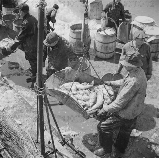 Fulton fish market dock stevedores unloading and weighing fish in the early morning, New York, 1943. Creator: Gordon Parks.