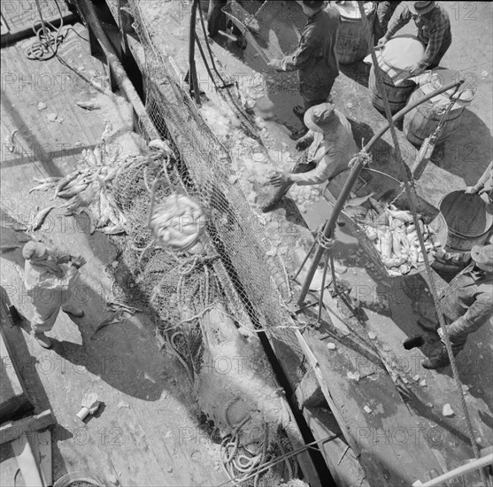 Fulton fish market dock stevedores unloading and weighing fish in the early morning, New York, 1943. Creator: Gordon Parks.