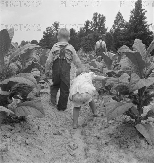 Children helping father, tobacco sharecropper, at work..., Person County, North Carolina, 1939. Creator: Dorothea Lange.