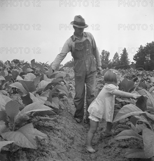 Children helping father, tobacco sharecropper..., Person County, North Carolina, 1939. Creator: Dorothea Lange.