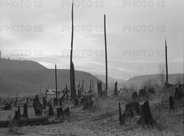 Possibly: View of the Halley farm. Priest River Peninsula, Bonner County, Idaho, 1939. Creator: Dorothea Lange.