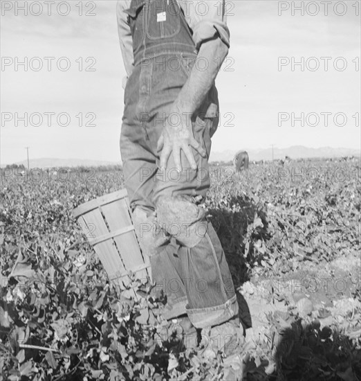 Migratory field worker pulling carrots, Imperial Valley, California, 1939. Creator: Dorothea Lange.