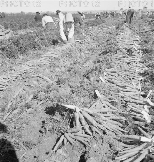 Migratory field worker pulling carrots, Imperial Valley, California, 1939. Creator: Dorothea Lange.