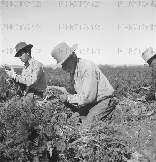 Migratory field worker pulling carrots, Imperial Valley, California, 1939. Creator: Dorothea Lange.