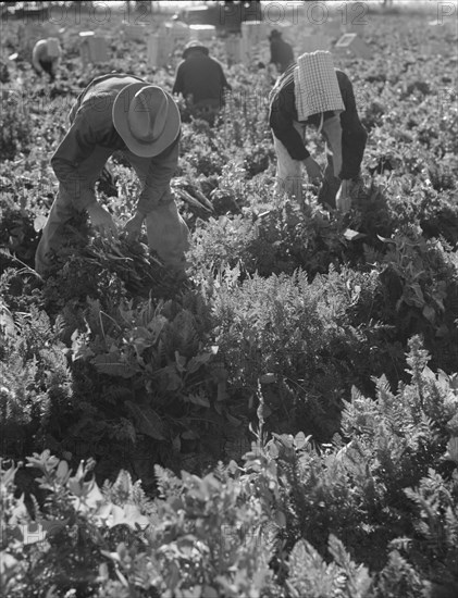 Migratory field worker pulling carrots, Imperial Valley, California, 1939. Creator: Dorothea Lange.