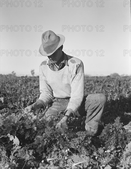 Migratory field worker pulling carrots, Imperial Valley, California, 1939. Creator: Dorothea Lange.