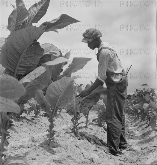 Negro sharecropper's son goes up and down ...worming tobacco, Wake County, North Carolina, 1939. Creator: Dorothea Lange.