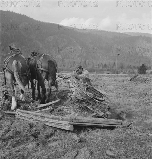 Ex-mill worker clears eight-acre field after bulldozer has pulled..., Boundary County, Idaho, 1939. Creator: Dorothea Lange.