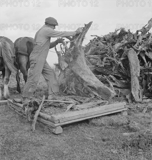 Ex-mill worker clears eight-acre field after bulldozer..., Boundary County, Idaho, 1939. Creator: Dorothea Lange.