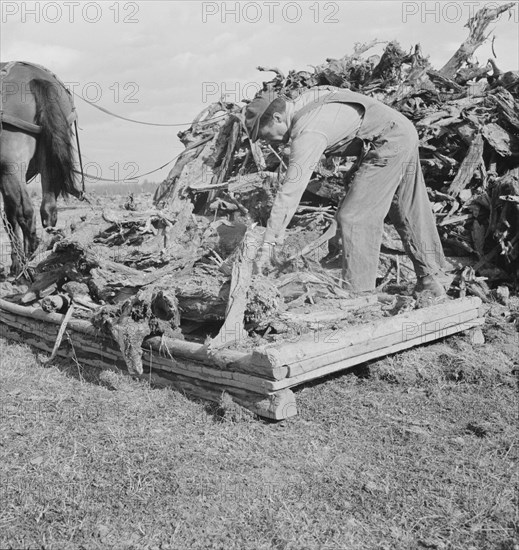 Ex-mill worker clears eight-acre field after bulldozer has pulled..., Boundary County, Idaho, 1939. Creator: Dorothea Lange.