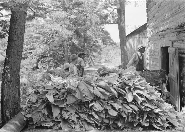 Possibly: Putting in tobacco after the morning work, Shoofly, North Carolina, 1939. Creator: Dorothea Lange.