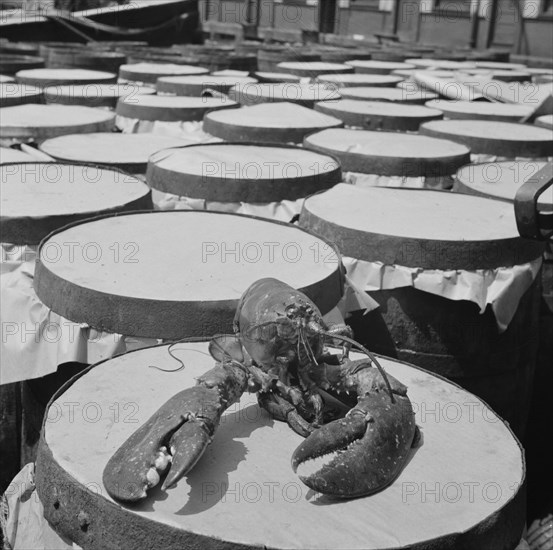 A large lobster brought in by the New England fishing boat Fulton Fish Market, New York, 1943. Creator: Gordon Parks.