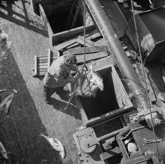 Unloading fish from the hold of a New England fishing boat at the Fulton market, New York, 1943. Creator: Gordon Parks.