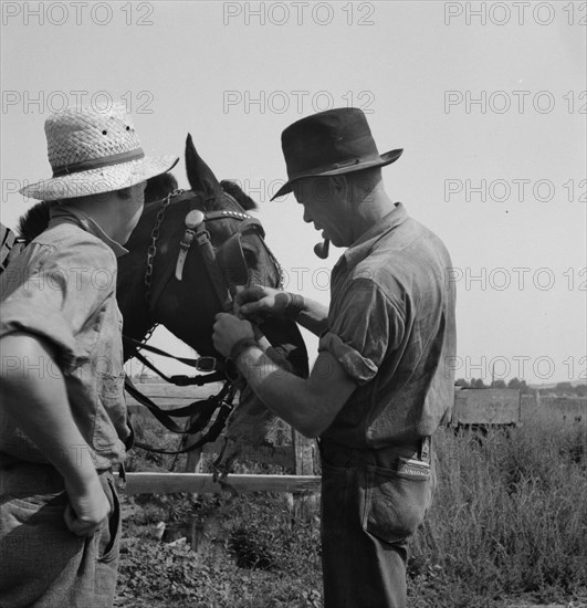 Hired man helps the farmers' oldest boy on the Myers farm. Washington, near Outlook, Yakima County.