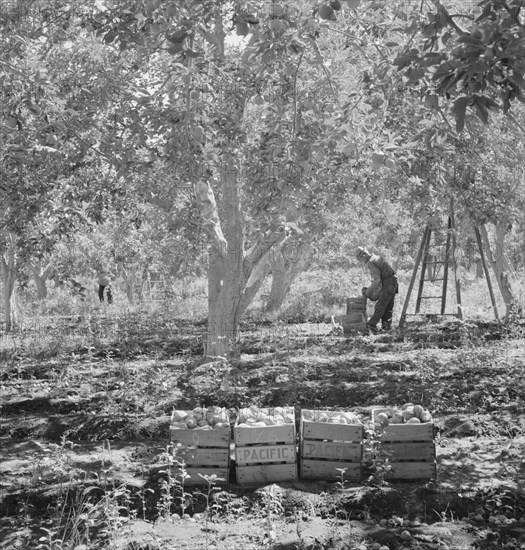 Harvesting pears, Pleasant Hill Orchards. Washington, Yakima Valley. See general caption number 34.