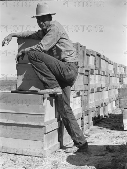 Pea harvest. Large-scale industrialized agriculture on Sinclair Ranch. Imperial Valley, California.